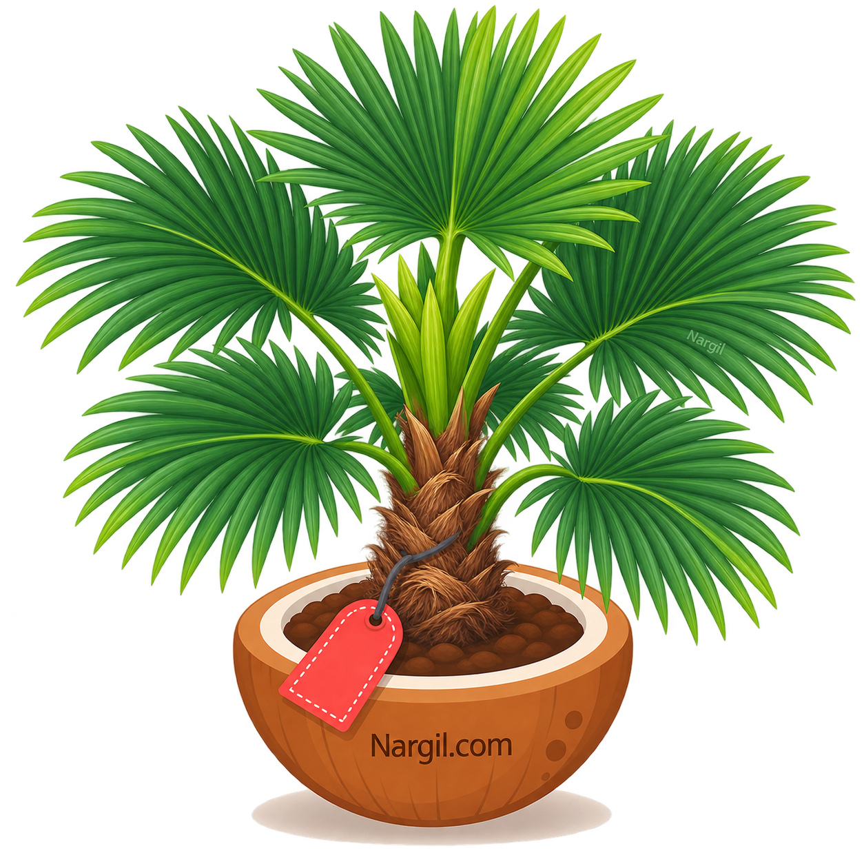 Nargil_Trachycarpus Fortunei